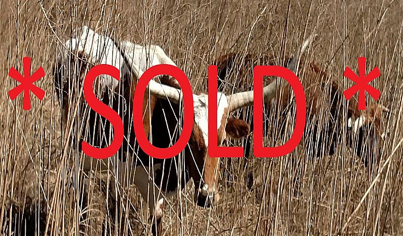 20 Acs Overlooking Middle Lake, Possible Owner Financing, Townsend House Rd, Dade City, Fl SOLD